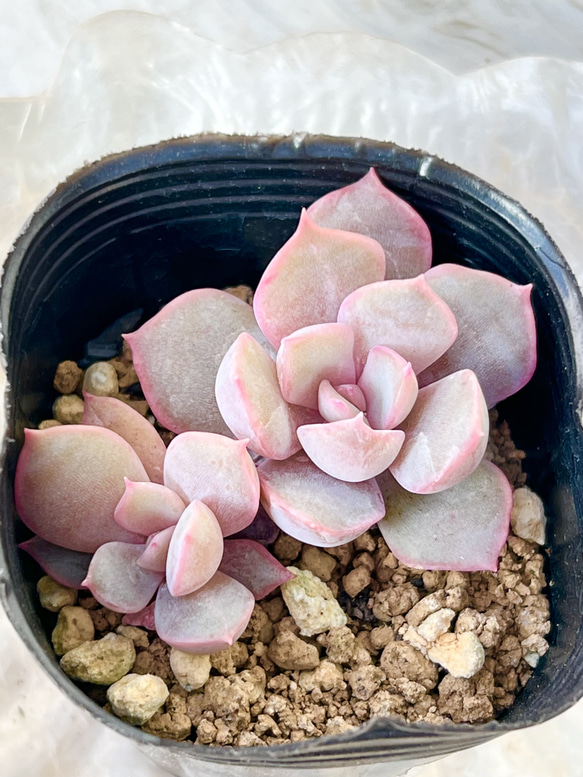 紅葉中‼️フィオナ＊1点のみ！＊多肉植物＊抜き苗 多肉植物 ＊N
