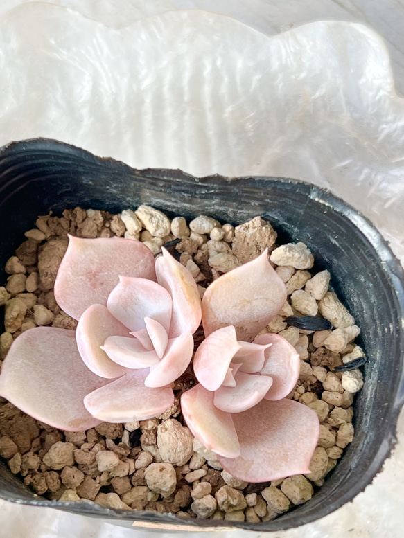 紅葉中‼️マリリン♡1点のみ！＊多肉植物＊抜き苗 多肉植物 ＊N＊ 通販