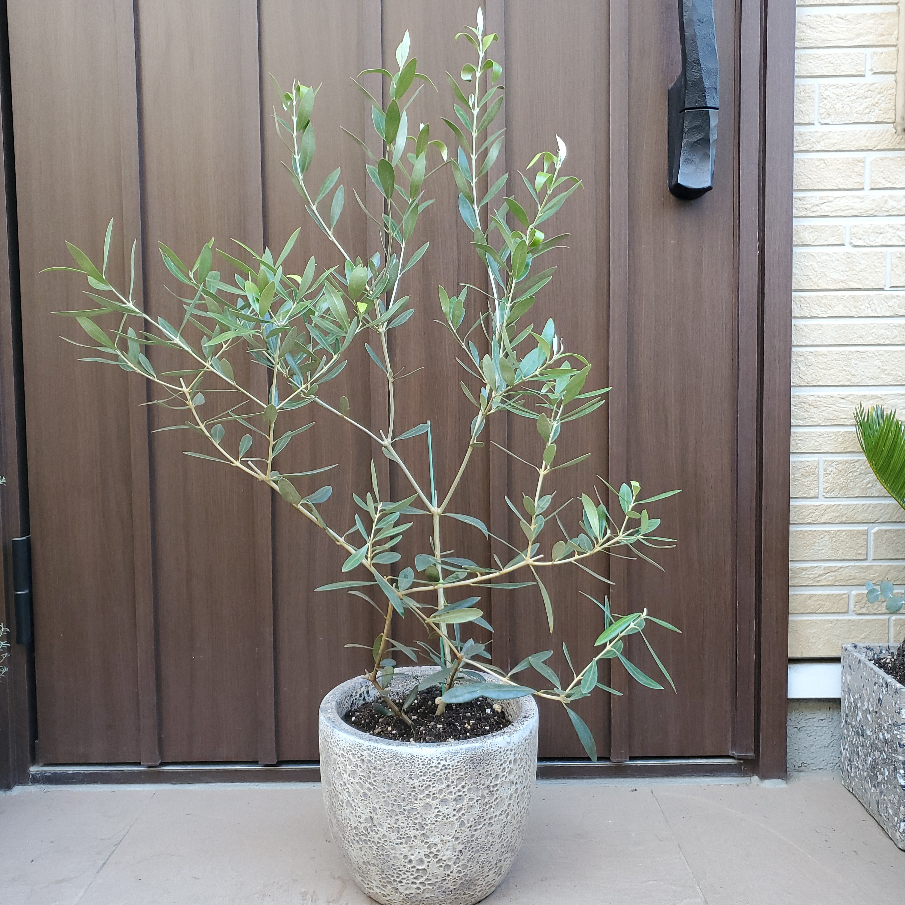 オリーブの木　マンザニロ　和モダン鉢植え　苗木
