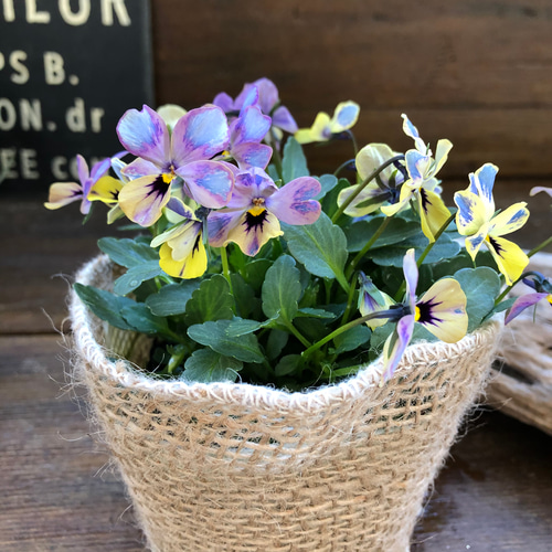 フラワーカービング祭り♡ラスト♡ブルーオニキスのフラワーカービング②希少石集め 夢紡ぎ♡希少♡ビオラ♡ガーデニング アートフラワー パリジェンヌ