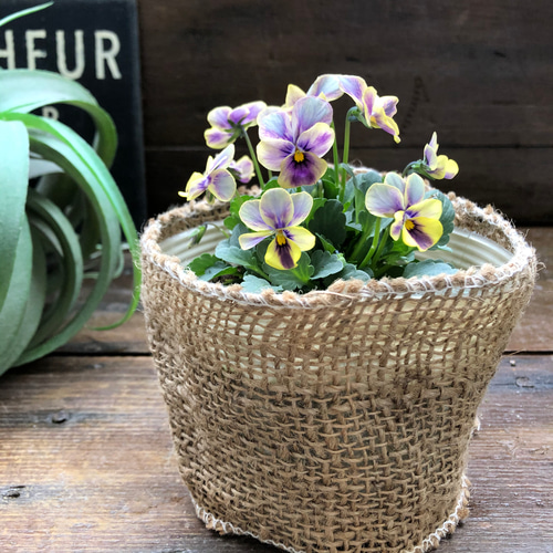 夢紡ぎ♡希少♡ビオラ♡ガーデニング アートフラワー パリジェンヌ