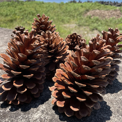 ジャンボ松ぼっくり 7個 その他素材 Karani 通販 15143002｜Creema