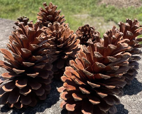 大きな松ぼっくり(14cmサイズ•7個　11cmサイズ•11個) 大きな松ぼっくり(14cmサイズ•7個 11cmサイズ•11個) 松ぼっくり