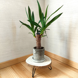 花台・小　丸太桐材　インテリア雑貨　観葉植物　テーブル　小物置き　机　 4枚目の画像