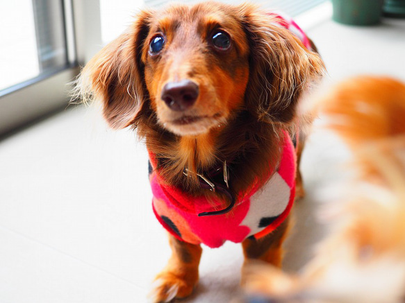 犬服　ダックスちゃんのポケット付ハイネックタンクトップ　あかいお花 9枚目の画像