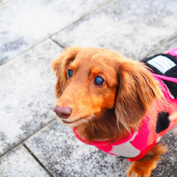 犬服　ダックスちゃんのポケット付ハイネックタンクトップ　あかいお花 11枚目の画像