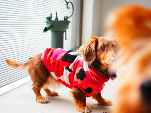 犬服　ダックスちゃんのポケット付ハイネックタンクトップ　あかいお花 7枚目の画像