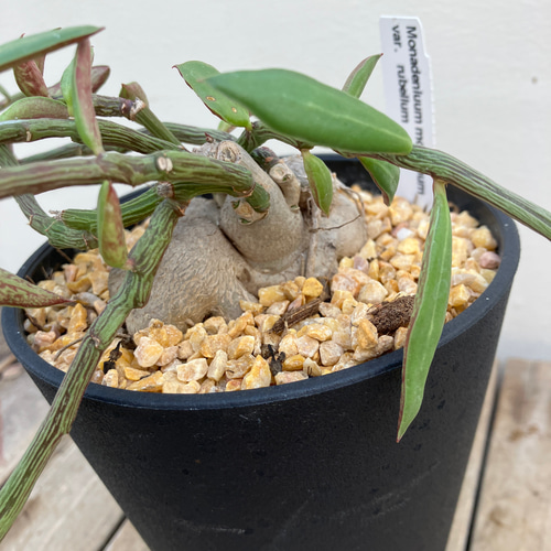 モナデニウム ルベルム＊多肉植物＊ユーフォルビア＊塊根植物＊希少種