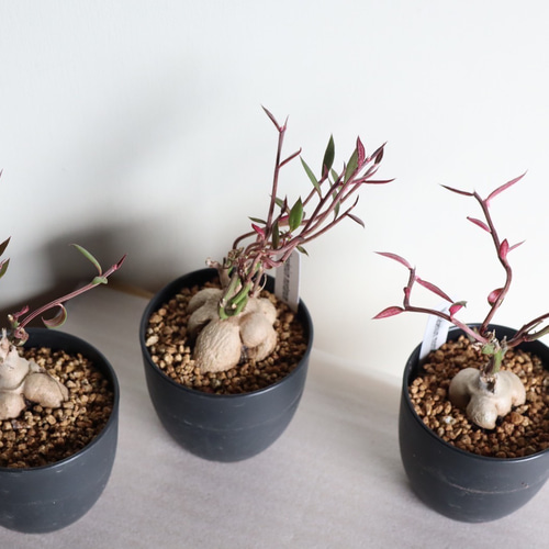 モナデニウム ルベルム＊多肉植物＊ユーフォルビア＊塊根植物＊希少種 
