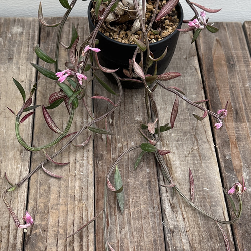 モナデニウム ルベルム＊多肉植物＊ユーフォルビア＊塊根植物＊希少種 