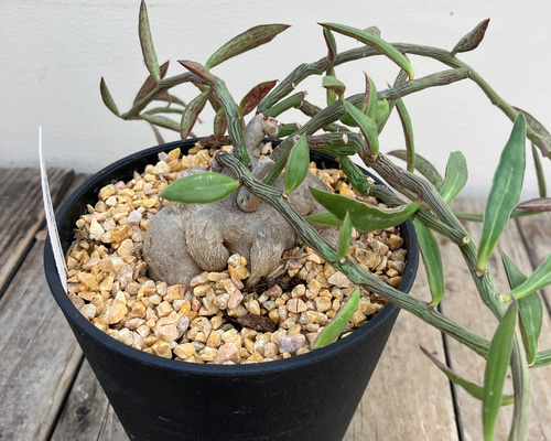 モナデニウム ルベルム＊多肉植物＊ユーフォルビア＊塊根植物＊希少種