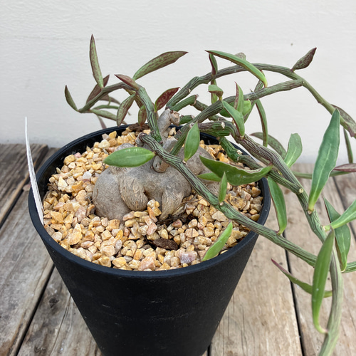 モナデニウム ルベルム＊多肉植物＊ユーフォルビア＊塊根植物＊希少種