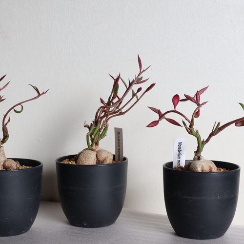 モナデニウム ルベルム＊多肉植物＊ユーフォルビア＊塊根植物＊希少種 