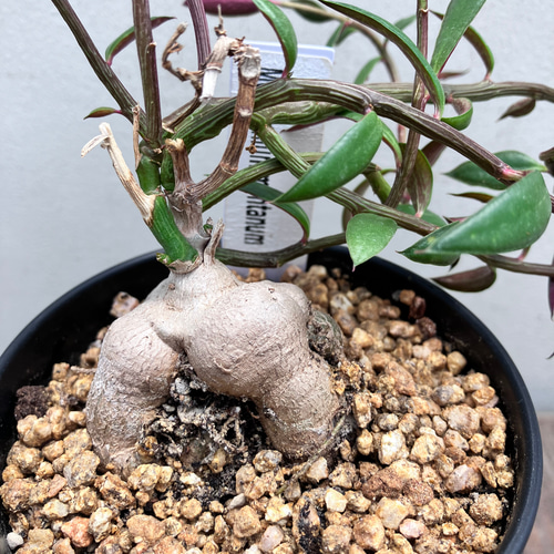 モモルディカ ボイビニー 希少？塊根植物 モモルディカ ボイビニー