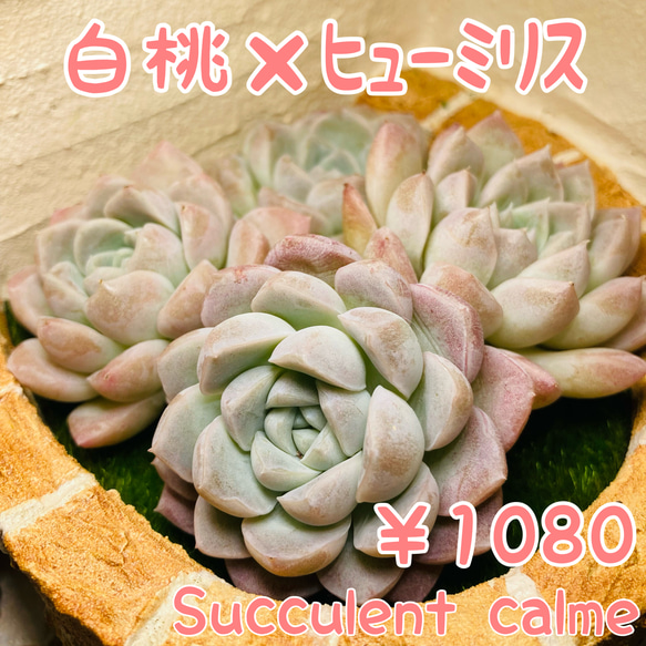 № 36☆白桃×ヒューミリス☆韓国苗 新品種 レア種 多肉植物