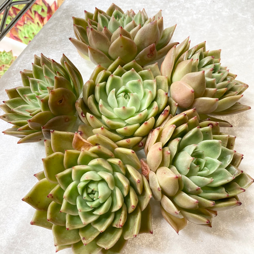 № 37☆リーフレタス☆韓国苗 大苗 多肉植物 エケベリア 多肉植物