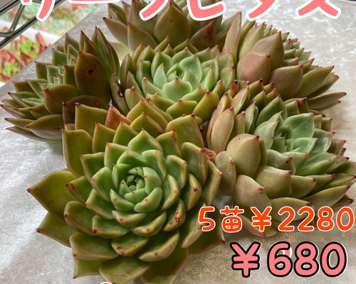 目玉商品♡ 多肉植物　韓国苗　100苗セット♡ 韓国苗 100苗セット 寄せ植え用 カット苗 多肉植物 エケベリア