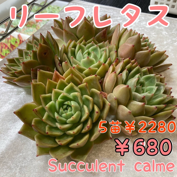 № 37☆リーフレタス☆韓国苗 大苗 多肉植物 エケベリア 多肉植物