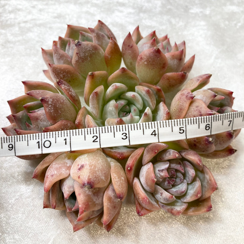 № 38☆キャロライン☆韓国苗 多肉植物 エケベリア 多肉植物 Succulent