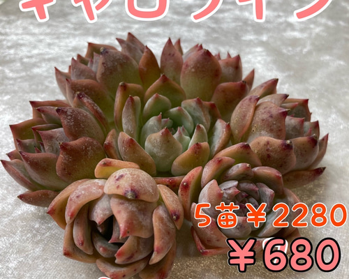 № 38☆キャロライン☆韓国苗 多肉植物 エケベリア 多肉植物 Succulent