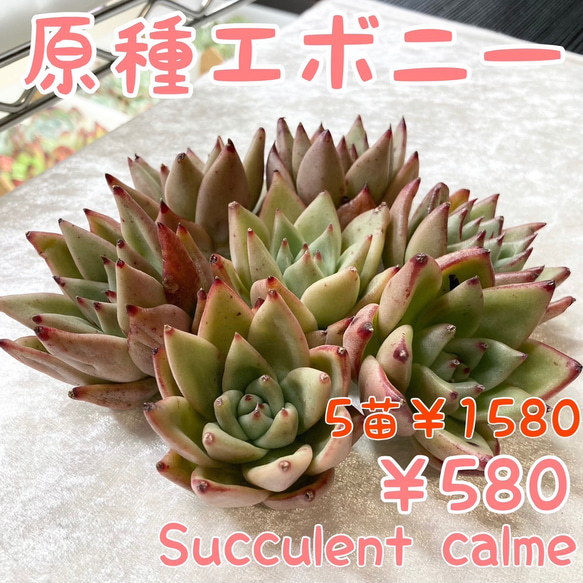 多肉植物 エボニー 韓国苗 【公式通販】