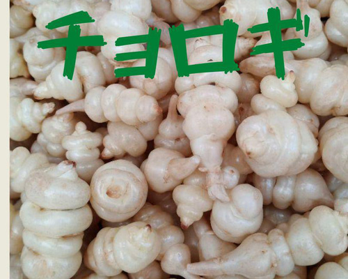 珍野菜　チョロギ　초석잠 2キロ 93941b265f16e152e6cddb5ff07eb4