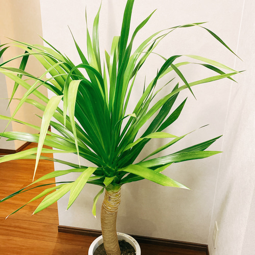 ドラセナ：パラオ 7号鉢植え の通販 | 園芸ネット