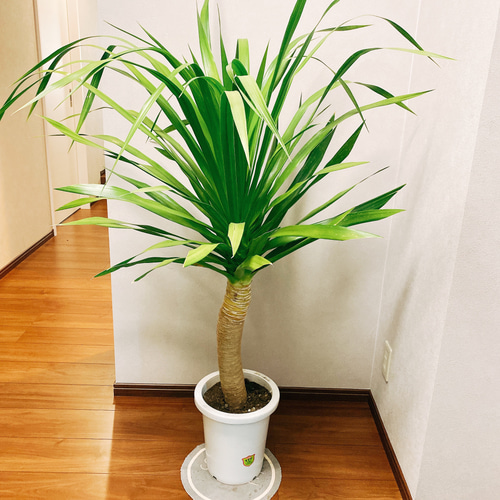 現品］【希少】ドラセナ パラオ 観葉植物 レア 大型