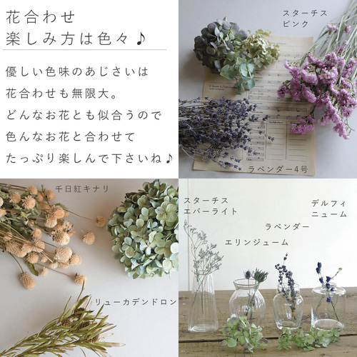 ドライフラワー】 あじさい ヘッド（アジサイヘッド）/北海道産