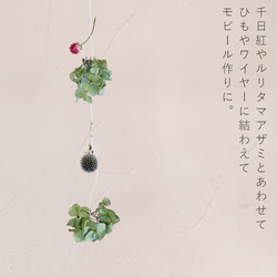 【ドライフラワー】 あじさい ヘッド（アジサイヘッド）/北海道産 ドライフラワー ブルー グリーン 系 かわいい 3枚目の画像