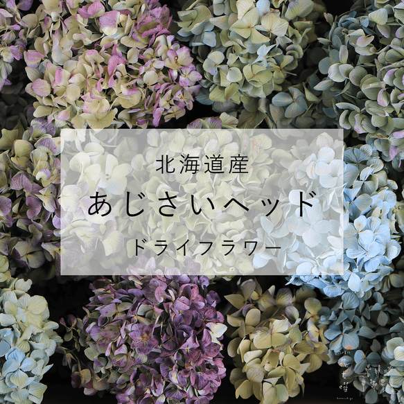 ドライフラワー】 あじさい ヘッド（アジサイヘッド）/北海道産