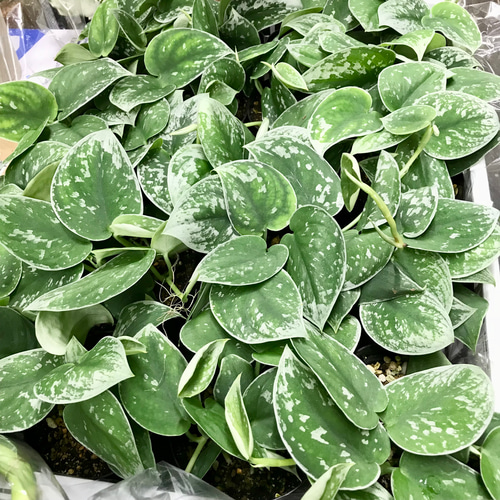 スキンダプサス・ピクタス・アルギレウス 3号 - 植物と暮らす m