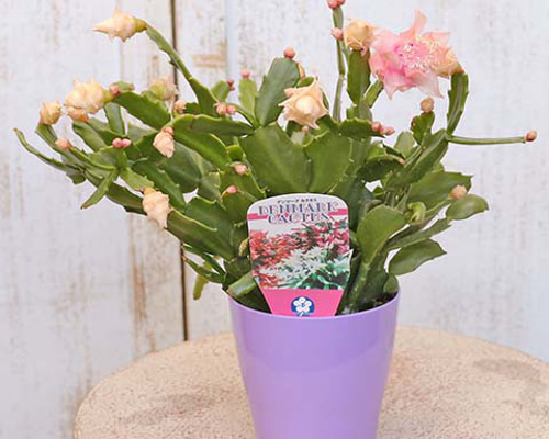 ゆう様♪バラ咲きデンマークカクタス ゆう様♪バラ咲きデンマークカクタス