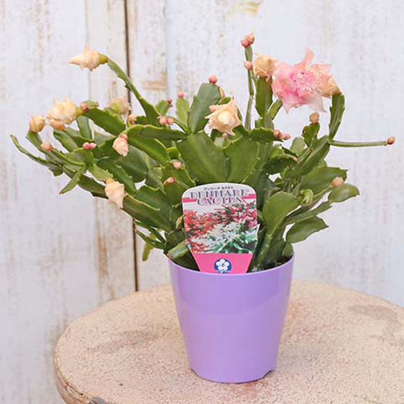 ゆう様♪バラ咲きデンマークカクタス ゆう様♪バラ咲きデンマークカクタス ゆう様♪バラ咲きデンマーク