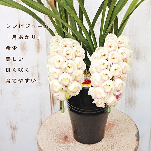 鉢花 洋ラン シンビジウム 月あかり 2本立ち ホワイトピンク H約60cm