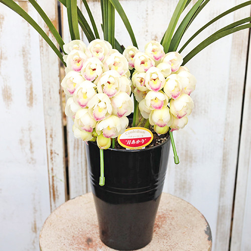 鉢花 洋ラン シンビジウム 月あかり 2本立ち ホワイトピンク H約