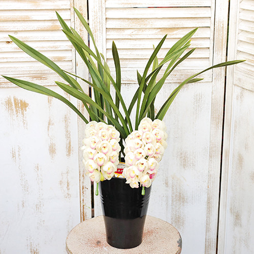 鉢花 洋ラン シンビジウム 月あかり 2本立ち ホワイトピンク H約