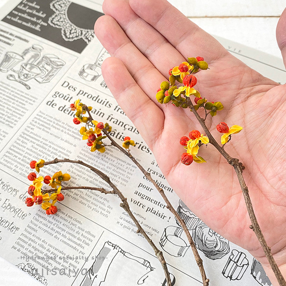 【数量限定】　ツルウメモドキ　ドライフラワー　＜ 六合（くに）の花 ドライフラワープロジェクト ＞ 4枚目の画像