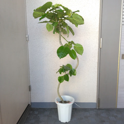 【現品】フィカスウンベラータ曲がり②　高さ135◎　大株　大型観葉植物　小さめの葉　樹形綺麗　ボリューム◎　ギフト　お祝 3枚目の画像