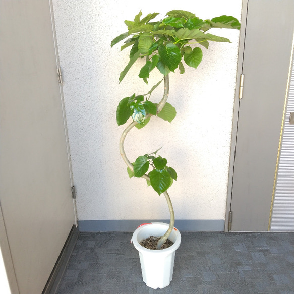 【現品】フィカスウンベラータ曲がり②　高さ135◎　大株　大型観葉植物　小さめの葉　樹形綺麗　ボリューム◎　ギフト　お祝 12枚目の画像