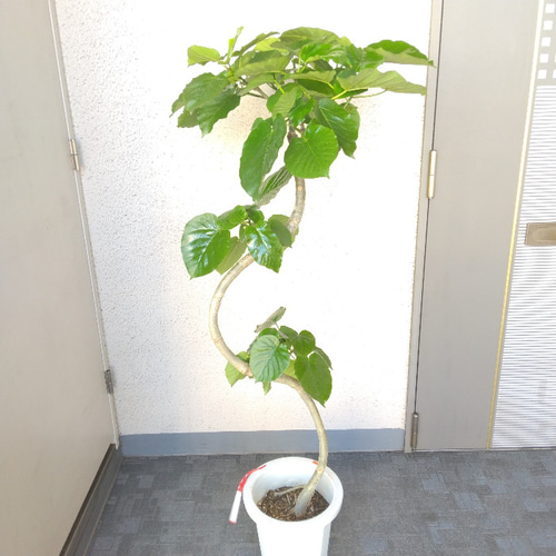 現品】フィカスウンベラータ曲がり② 高さ135◎ 大株 大型観葉植物