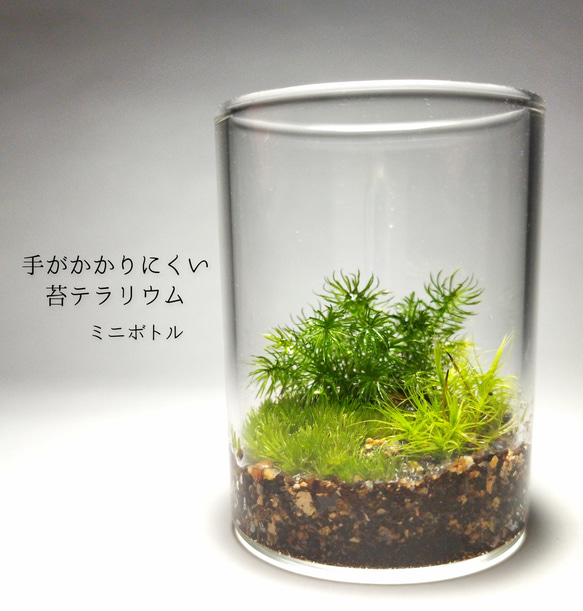 苔テラリウム 11 コケリウム ボトリウム 苔 観葉植物