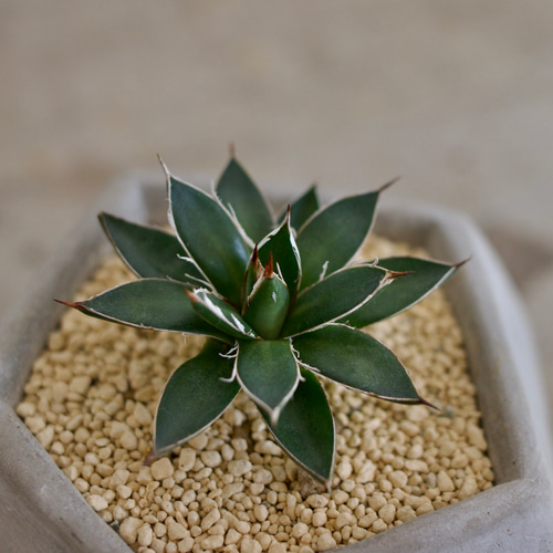 アガベ フィリィフェラ シジゲラ ホワイトストライプ □観葉植物□多肉