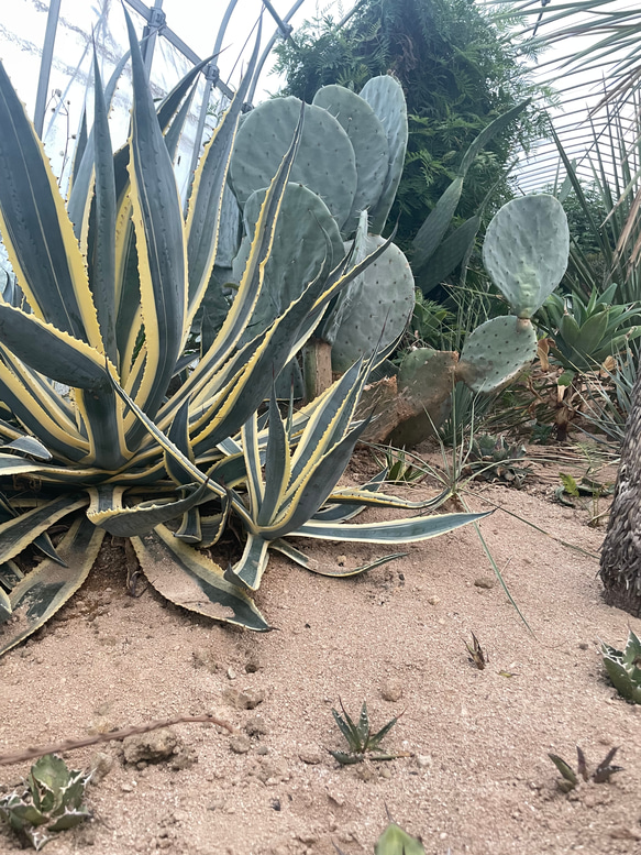 アガベ　アメリカーナマルギナータ　□観葉植物□多肉植物 14枚目の画像