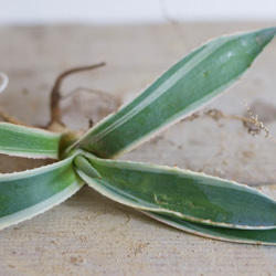 アガベ アメリカーナマルギナータ □観葉植物□多肉植物 その他