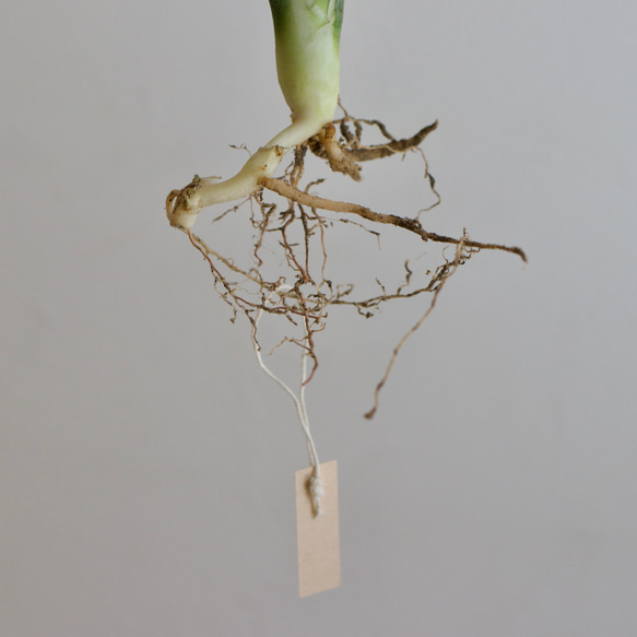 アガベ　アメリカーナマルギナータ　□観葉植物□多肉植物 5枚目の画像