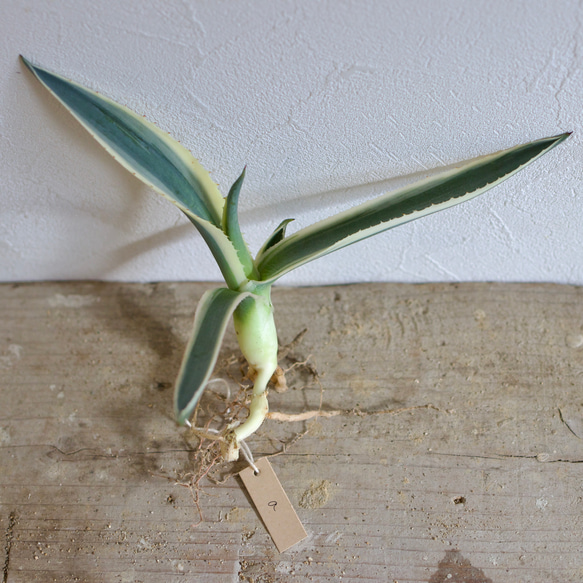 アガベ　アメリカーナマルギナータ　□観葉植物□多肉植物 3枚目の画像