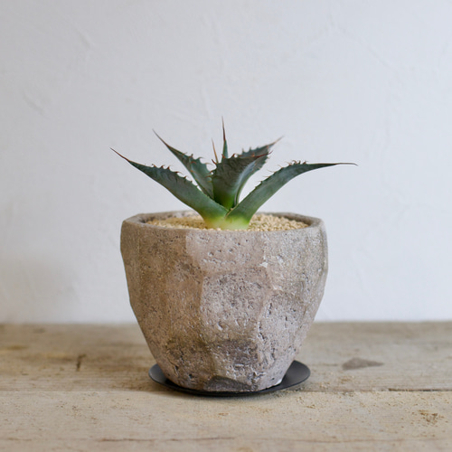 希少！大株！アガベ　ブルーフレーム　ハイブリッド 希少！大株！アガベ ブルーフレーム ハイブリッド 2025年最新