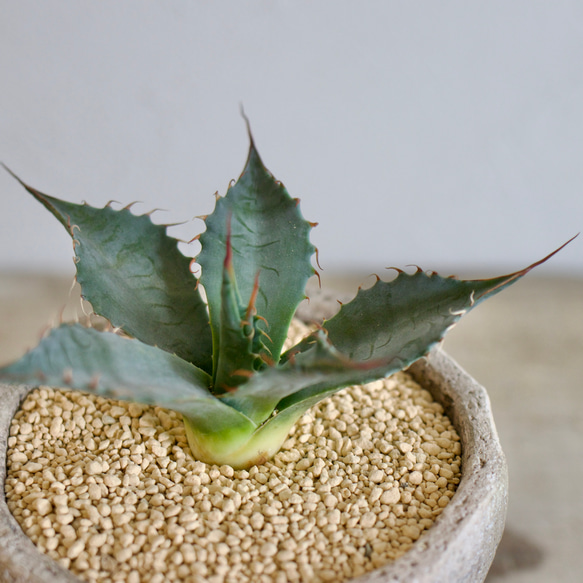 アガベ　TBG(チタノタブルー×ブルーグロー）　○ハイブリッド希少種　□観葉植物□多肉植物 TBG blue cm