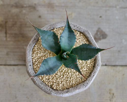 3da921271835f39d24dbd4fb4fe663